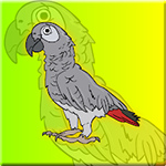 Clever Grey Parrot Escape From Cage