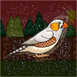 Cute Zebra Finch Escape From Cage