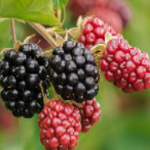 Find The Dessert Expert Room Escape