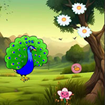 Help To Visit Peacock Pal