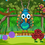 Infant Peacock Searching Mom