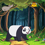 Panda Searching For Her Infant