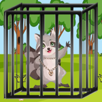 Raccoon Tail Escape