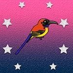 Release The Sunbird From Cage