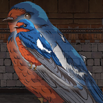 Release The Swallow Bird From Cage