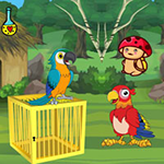 Release Trapped Macaw Buddy
