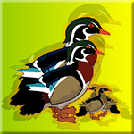 Rescue The Wood Duck Family