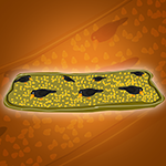 Save The Seeds From The Crow