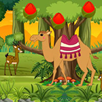 Stucked Camel Reach Desert