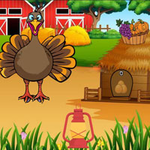 Turkey Retrieves Her Eggs