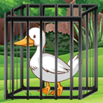 White Duck Rescue